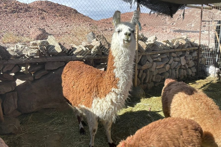 Delegada Presidencial  Regional y Seremi de Agricultura gestionan la declaración de  Emergencia Agrícola para la Ganadería Ancestral Camélida 